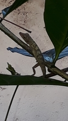 Anolis aeneus