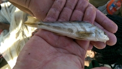 Menticirrhus saxatilis