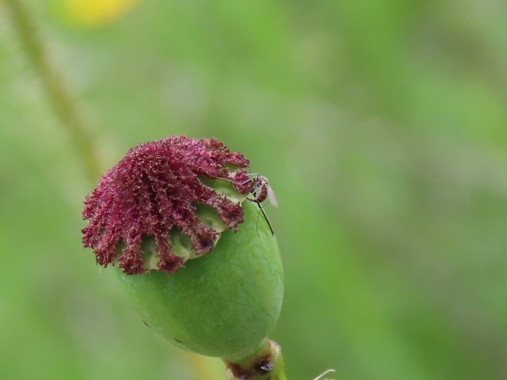 Dasineura papaveris