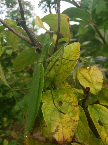 Chinese mantis