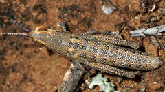 Monistria discrepans