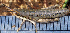 Monistria discrepans