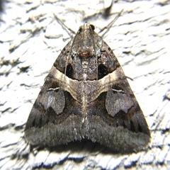 Drasteria grandirena