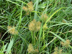 Cyperus engelmannii