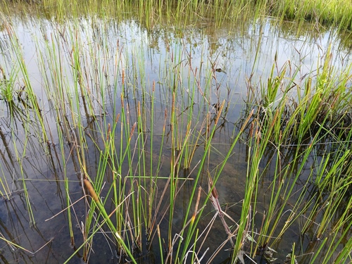 Eleocharis tiarata (Eleocharis tiarata)