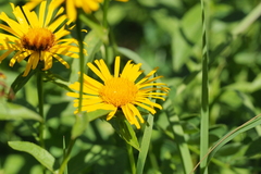 Inula