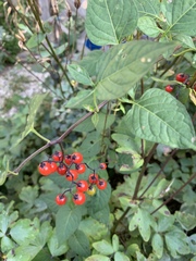 Solanum dulcamara