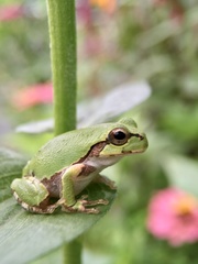 Hyla japonica
