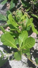 Anacardium occidentale