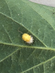 Epilachna varivestis