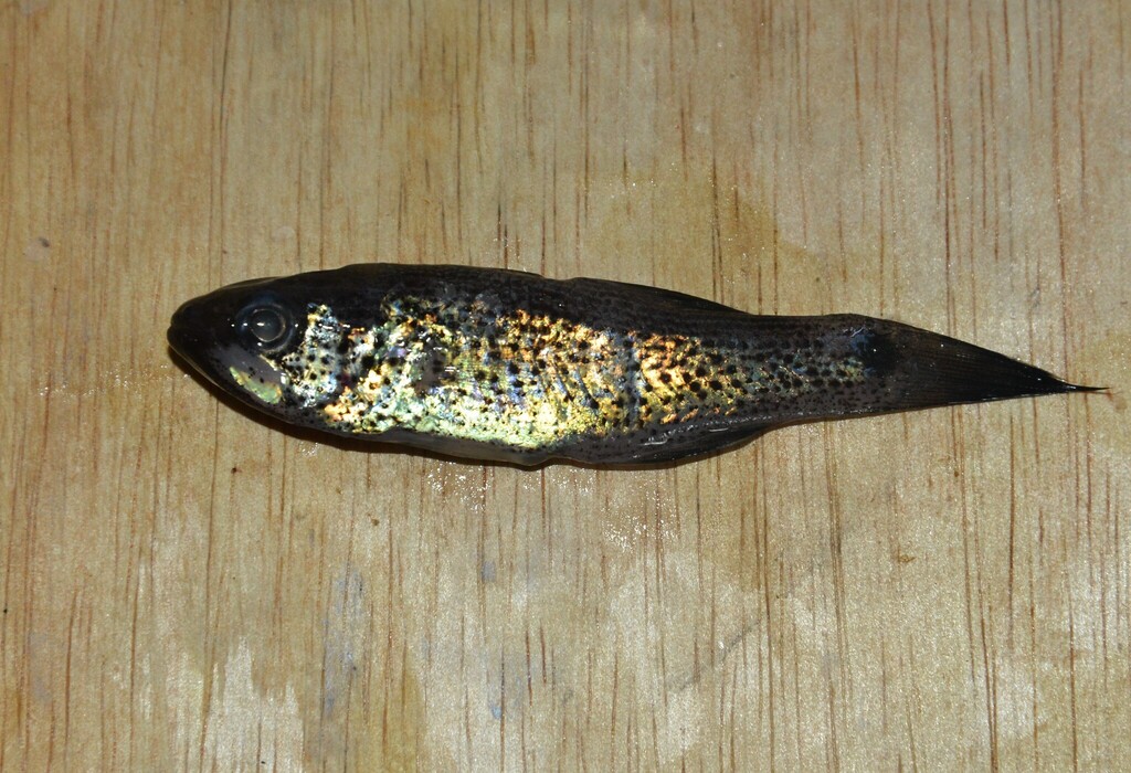 Cardinalfish (Pseudamia gelatinosa) — Apogonidae