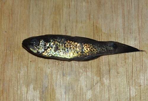 Cardinalfish (Pseudamia gelatinosa) — Apogonidae