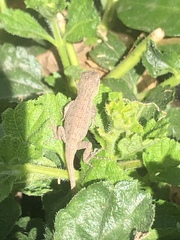 Sceloporus occidentalis longipes