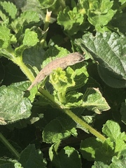 Sceloporus occidentalis longipes
