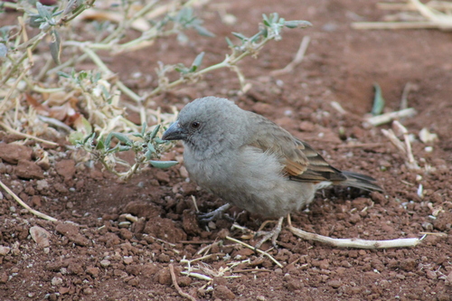 Parrot-billed Sparrow (Passer gongonensis), photo 2
