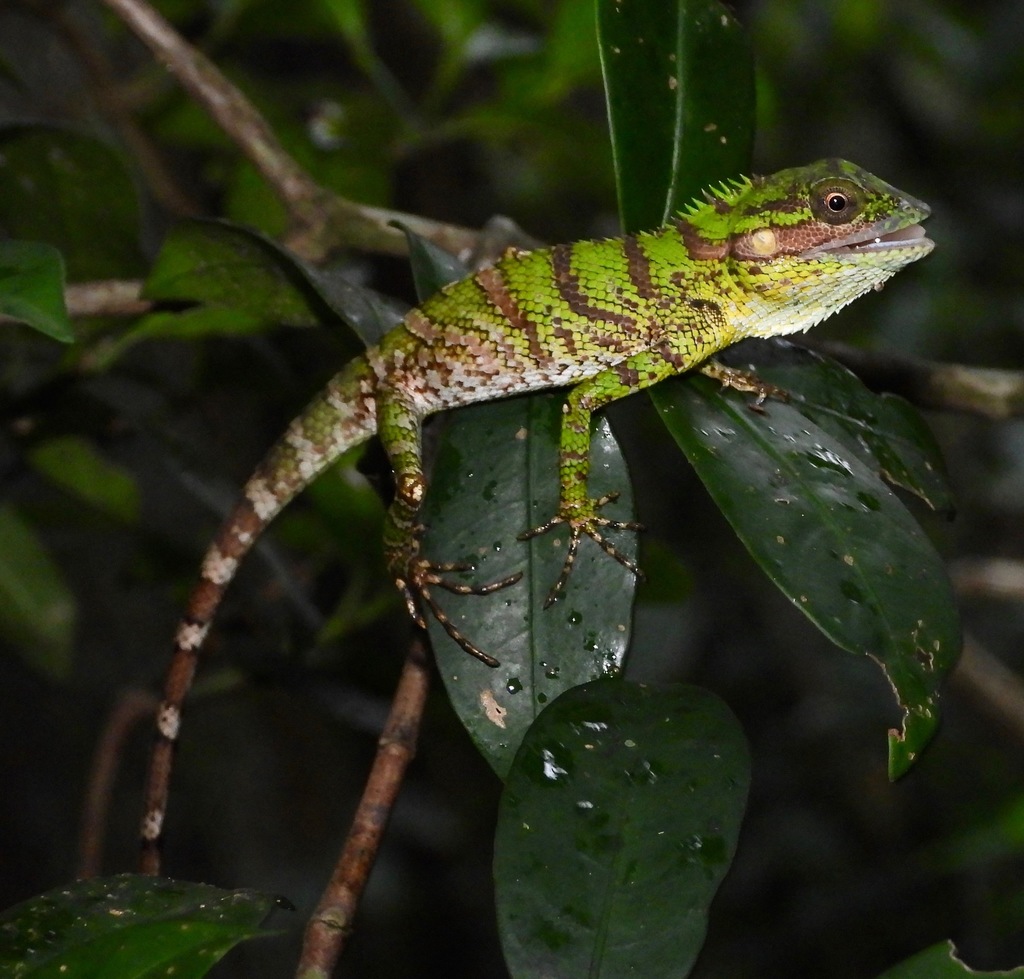 Pethiyagoda's Crestless Lizard