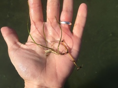 Zostera noltei