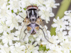 Musca vetustissima