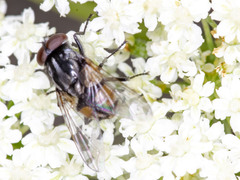 Musca vetustissima