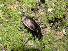 Carabus ulrichii