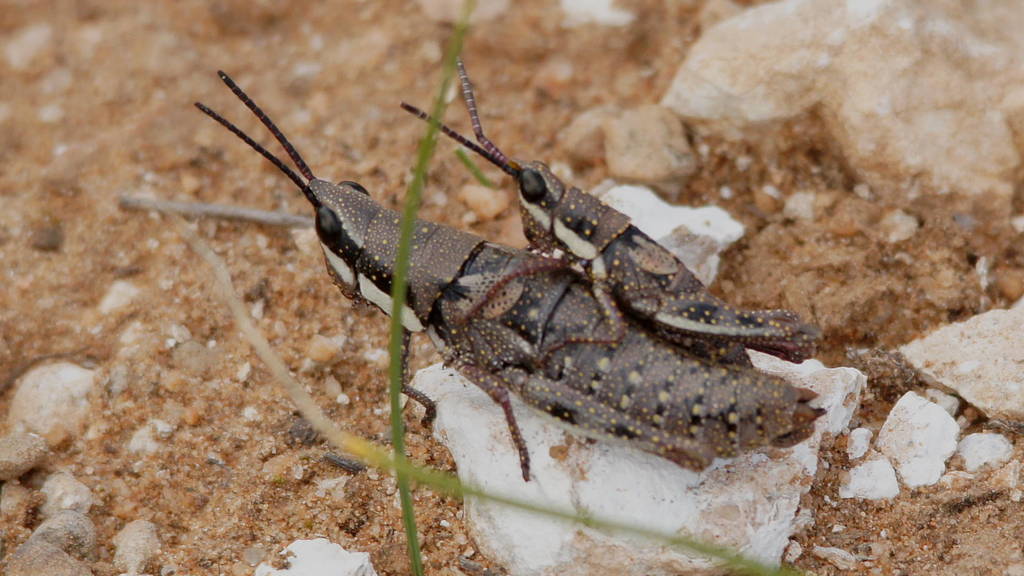 Common Pyrgomorph