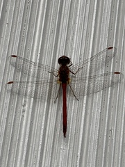 Sympetrum costiferum