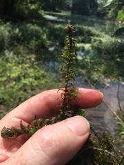 Elodea