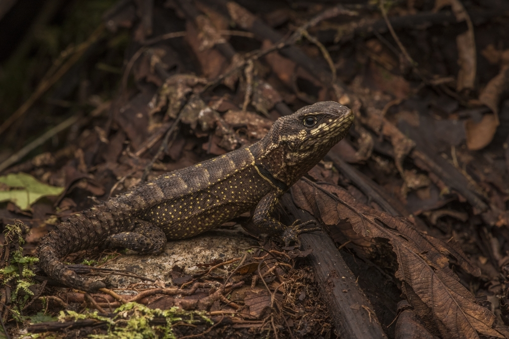 Rose Whorltail Iguana