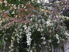 Leptospermum morrisonii