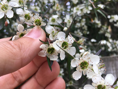 Leptospermum morrisonii