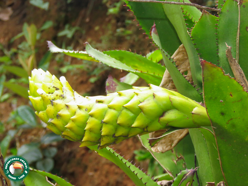 Quesnelia edmundoi