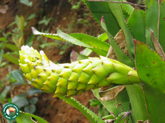 Quesnelia edmundoi