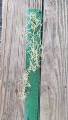 Usnea subgracilis