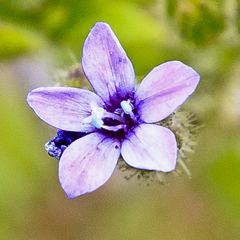 Allophyllum divaricatum