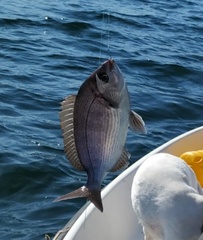 Spondyliosoma cantharus