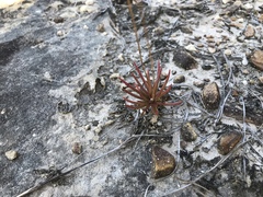 Phemeranthus mengesii