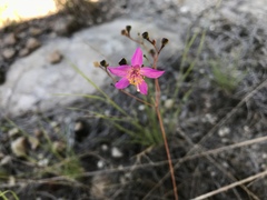 Phemeranthus mengesii