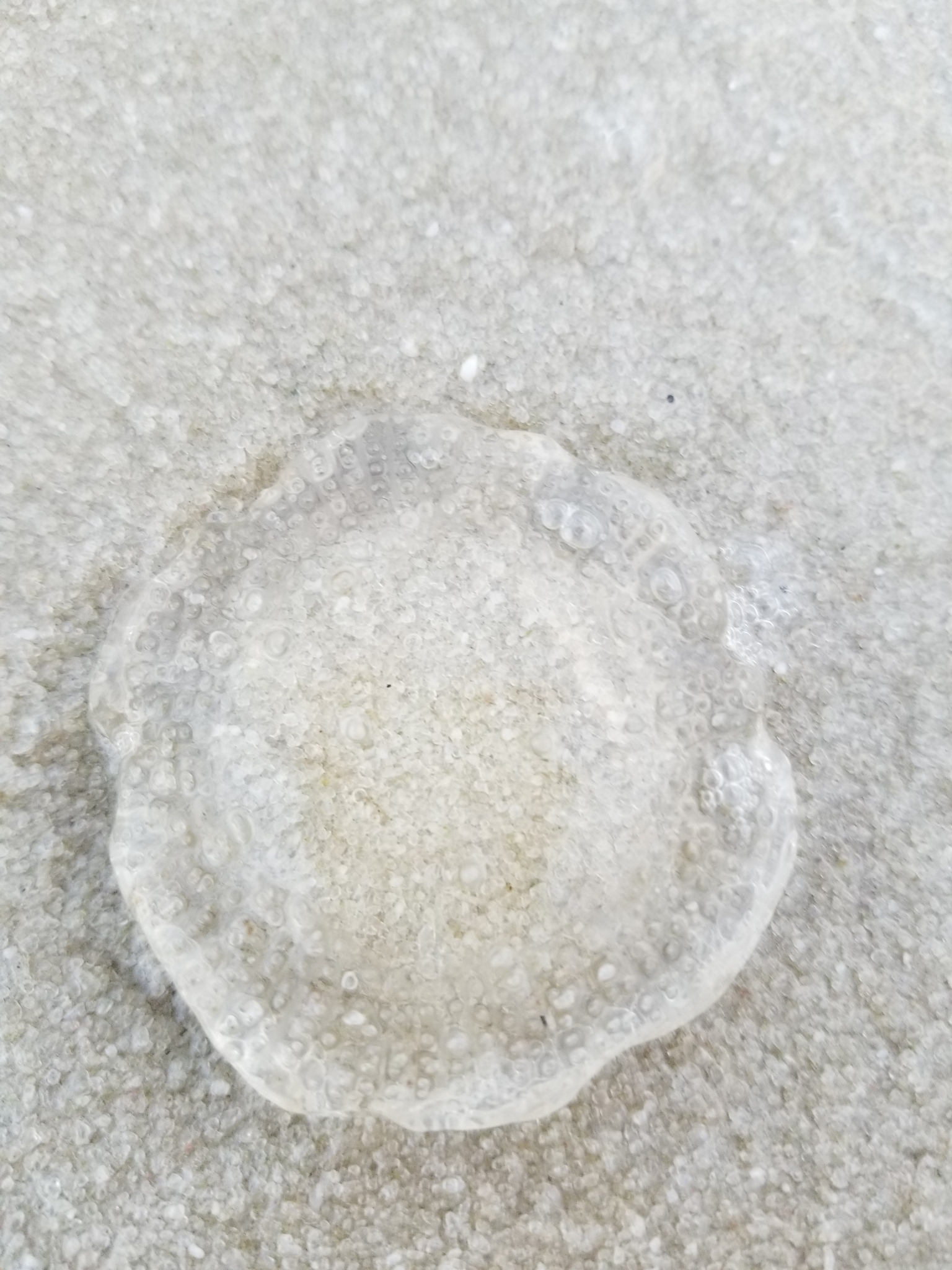 Rhacostoma atlanticum L.Agassiz, 1851