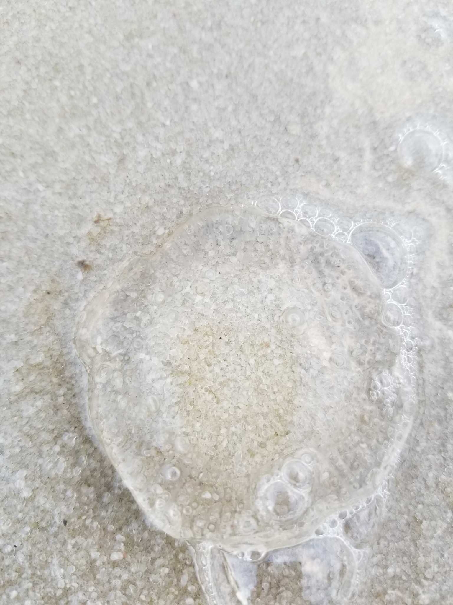 Rhacostoma atlanticum L.Agassiz, 1851