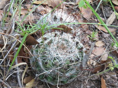 Mammillaria wrightii wilcoxii
