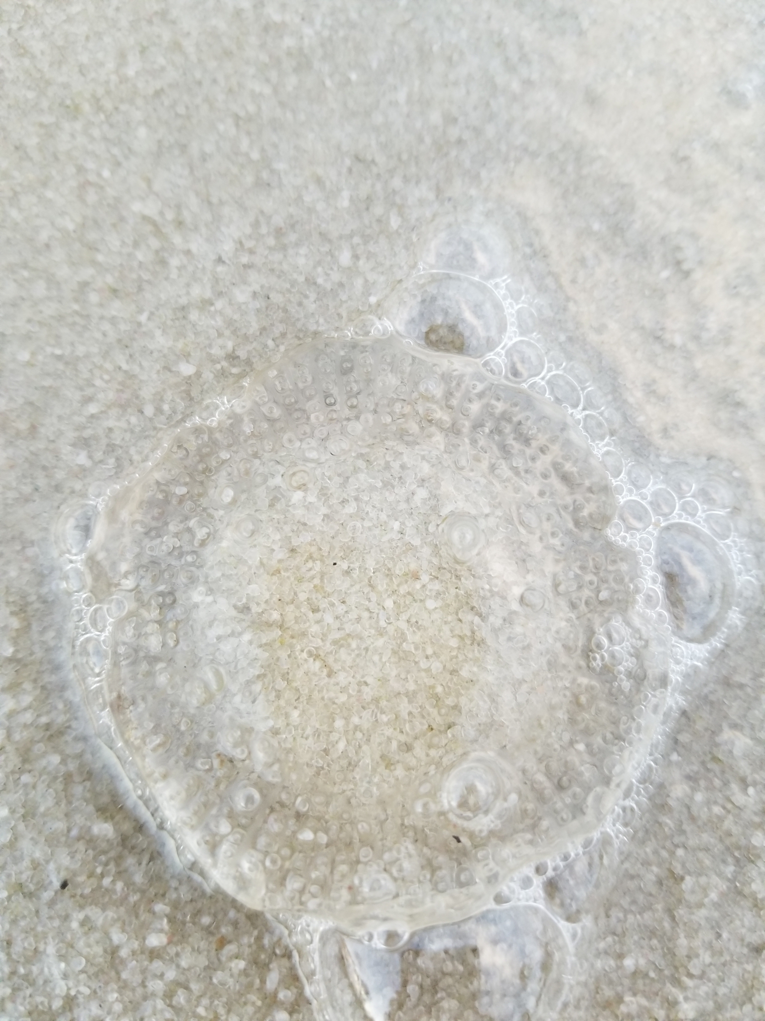 Rhacostoma atlanticum L.Agassiz, 1851