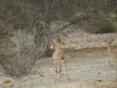 Gazella arabica