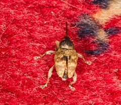 Curculio venosus