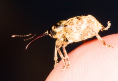 Curculio venosus
