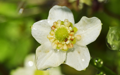 Micranthes californica