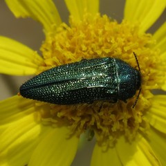 Acmaeodera resplendens