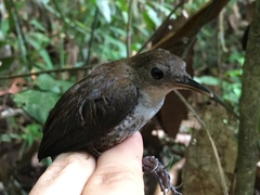 Microcerculus marginatus