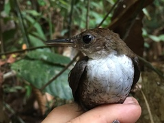 Microcerculus marginatus