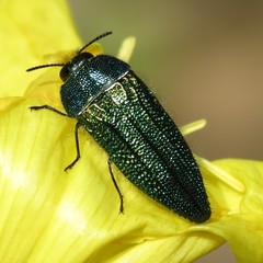 Acmaeodera resplendens