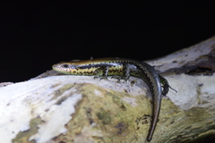 Copeoglossum nigropunctatum